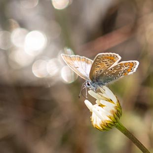 Un papillon argus bleu